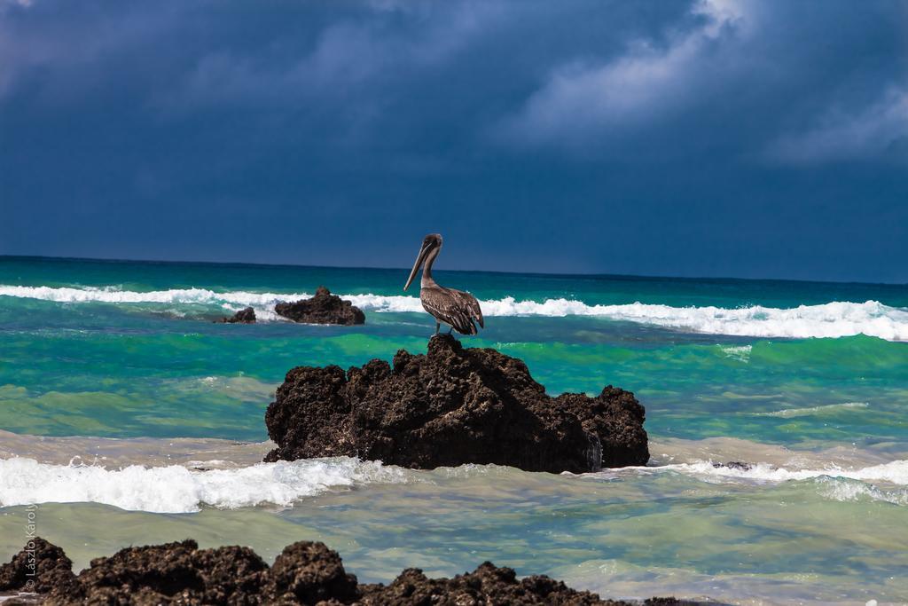 Iguana Crossing Boutique Hotel Puerto Villamil Luaran gambar